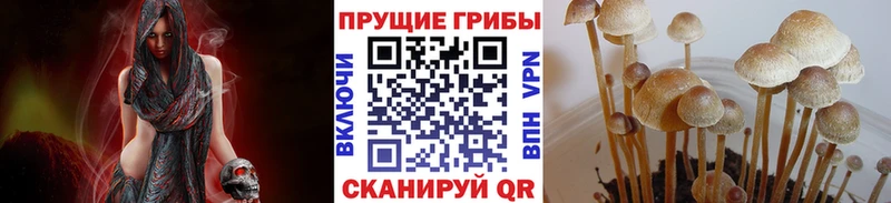 Псилоцибиновые грибы Psilocybe  ссылка на мегу как войти  Чита 